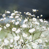 Closeup photo of Baby's Breath flowers